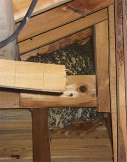 屋根裏へのミツバチの営巣（山川町）